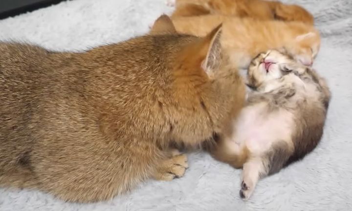 子猫を夢中で舐める母猫