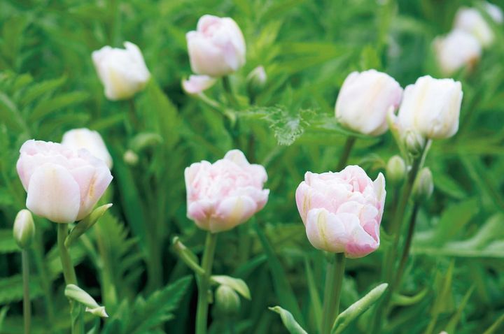 1月25日の花とは？【366日の誕生花と幸せの花言葉】