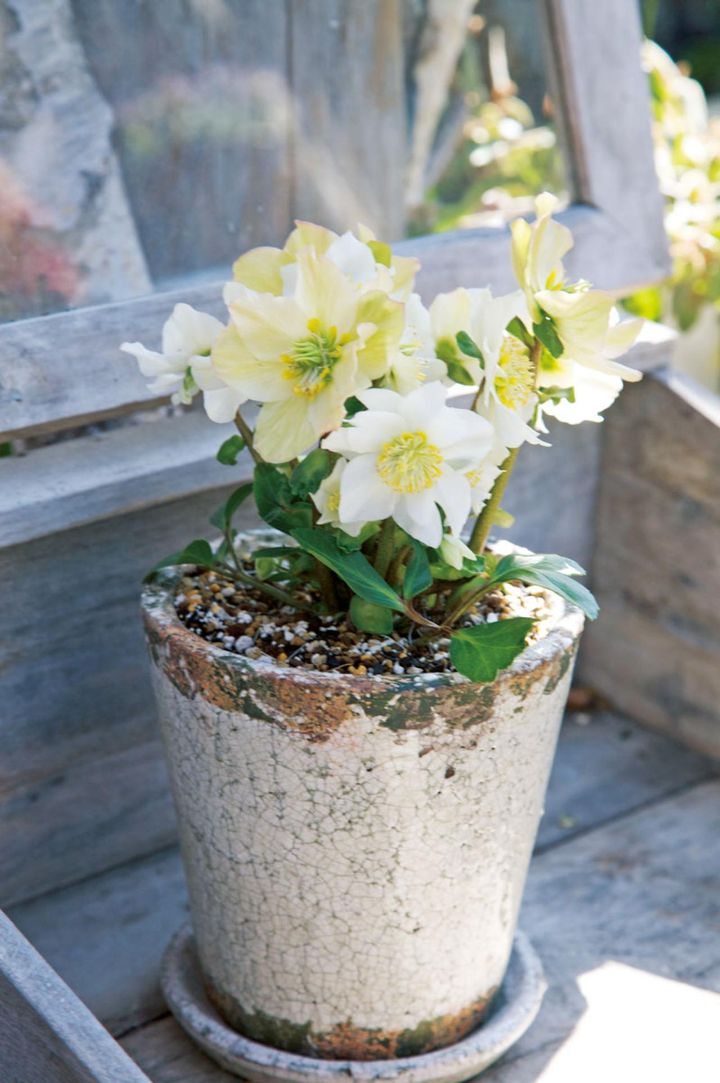 デザイン性のある鉢を選んで単植に。小さな1鉢でも存在感は十分です。