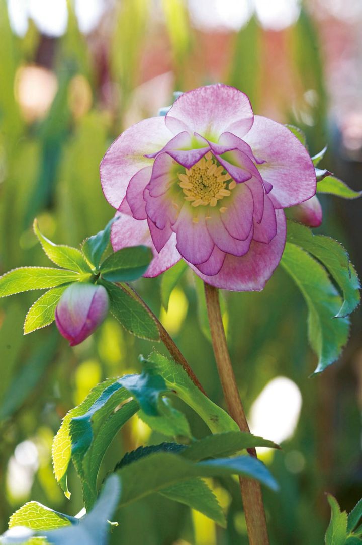 ガーデンハイブリッド。色、花形などバラエティーに富んでいます。