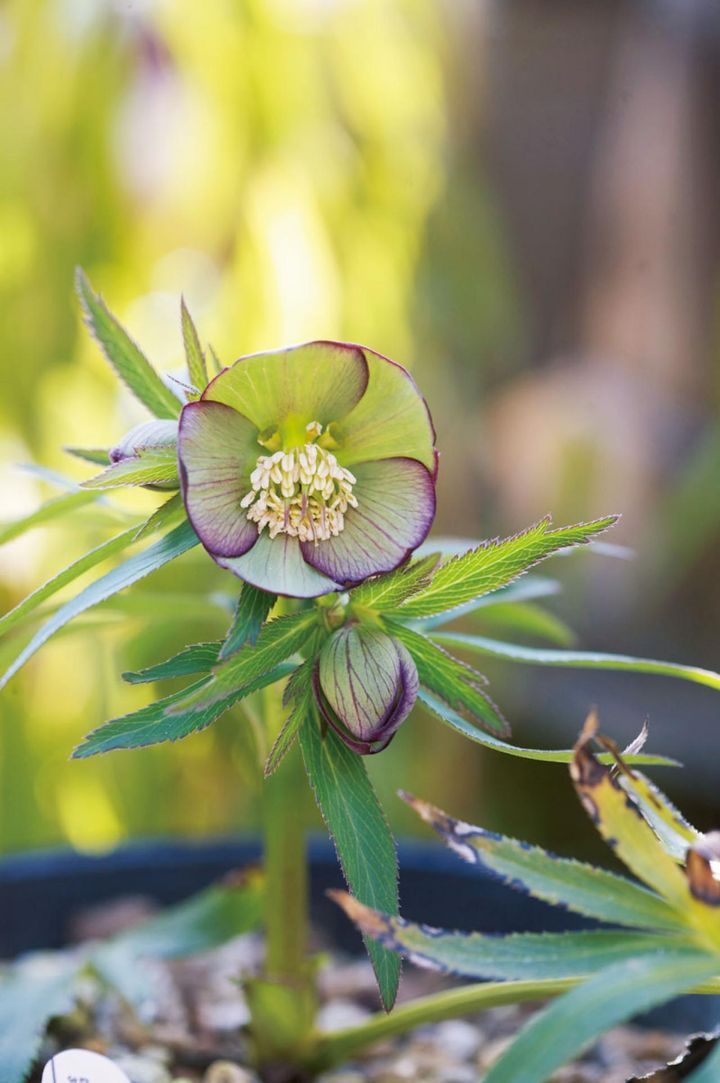 夏は落葉するヘレボルス・トルカータス（原種）。排水性のよい土壌なら栽培も可能。