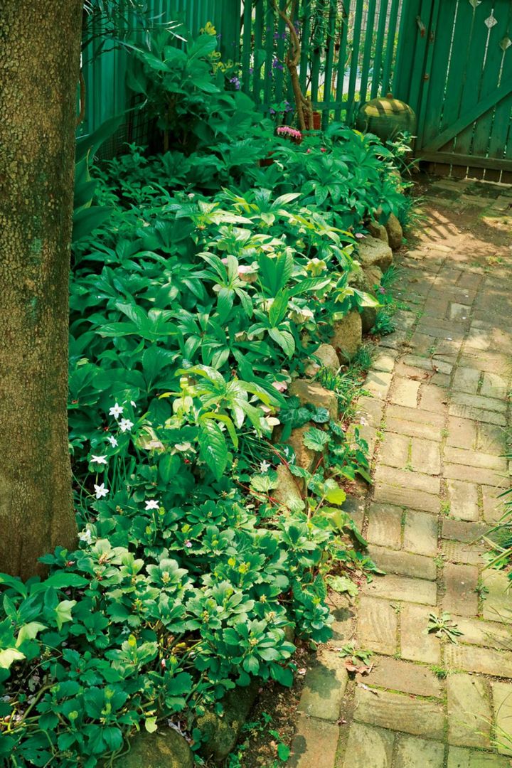 地植えにするなら、夏に半日陰になるような落葉樹の株元に。鉢植えも夏場はそういう場所に移動するなど対策を。