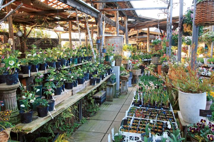 著名ナーセリーが育種したお宝株から、育てやすくお手ごろなガーデンハイブリッドまで、1〜2月の金久にはクリスマスローズが所狭しと並びます。