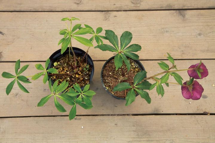 初めてでも安心！クリスマスローズの育て方と選び方、失敗しないポイントは？