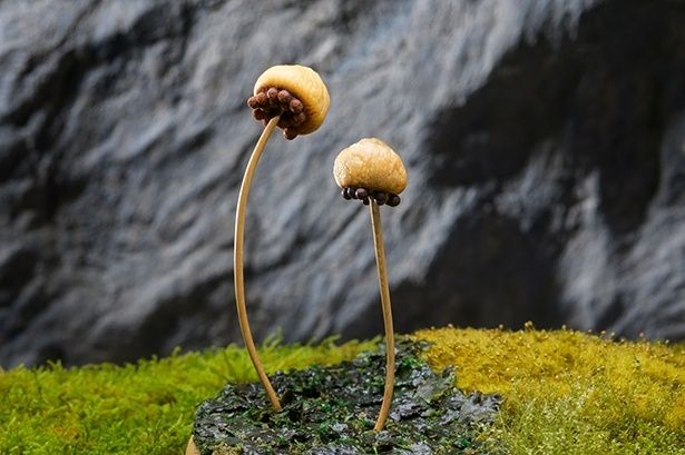 ジャゴケをイメージしたドライフルーツチョコ