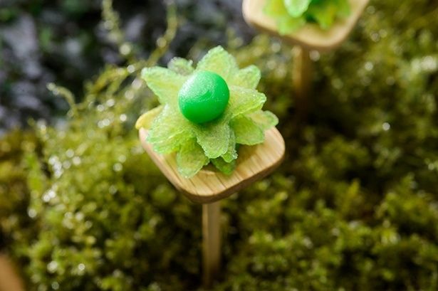 コツボゴケをイメージしたりんごチップ