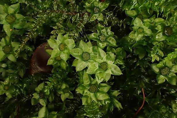 コツボゴケ