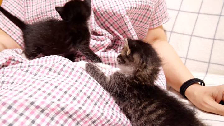 膝の上で甘える子猫達