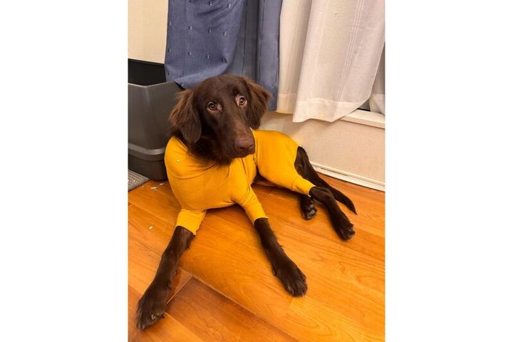 マンダリンブラザーズの「スキンタイトスーツ」を着用するルルちゃん