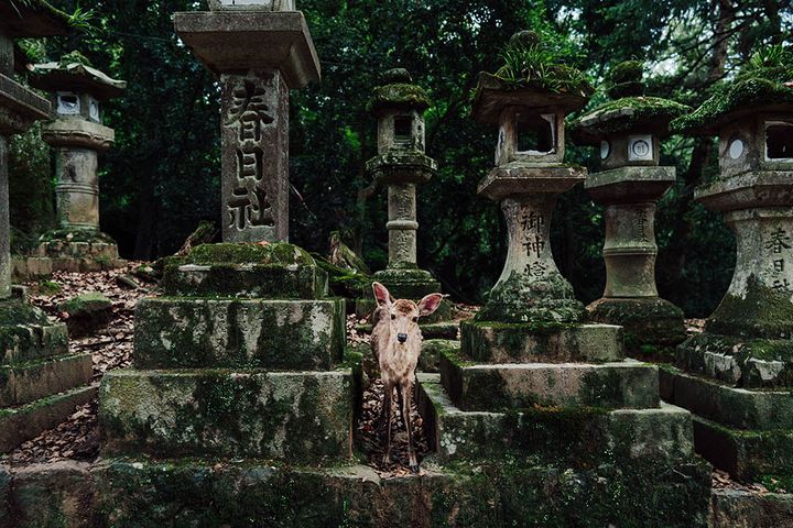 奈良の春日大社の石灯篭
