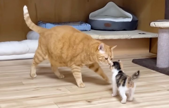 先住猫と保護子猫