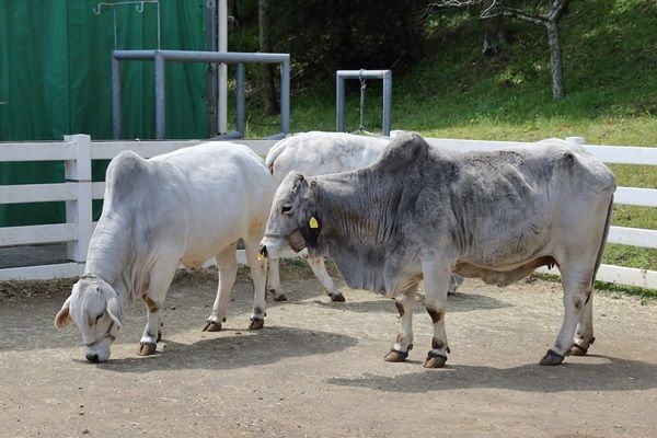 【千葉県】南房総市内の道の駅にて「日本酪農発祥の里 みねおか工房」のアイスなど4商品発売