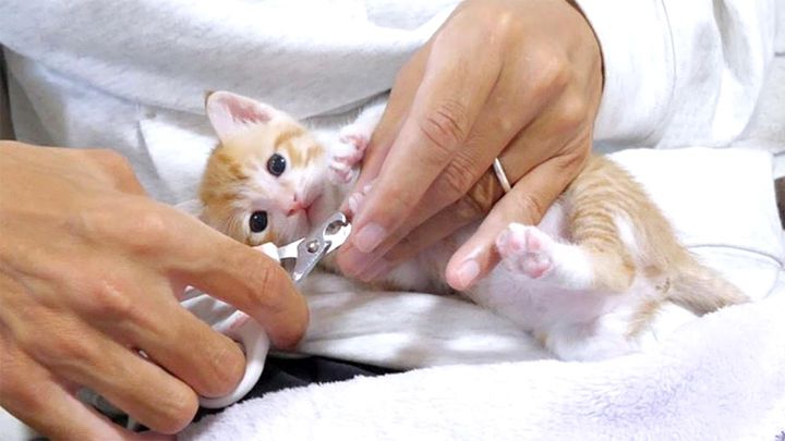 爪を切られる子猫
