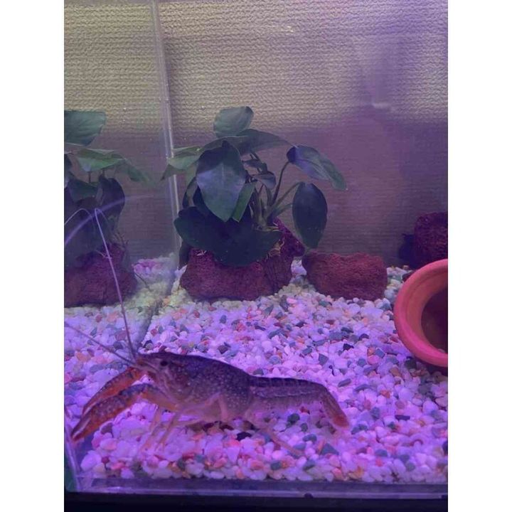 アメリカザリガニのアオザリちゃん