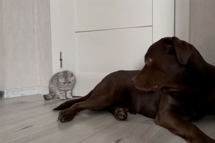 子猫がゴールデンレトリバーのしっぽに心奪われた！？