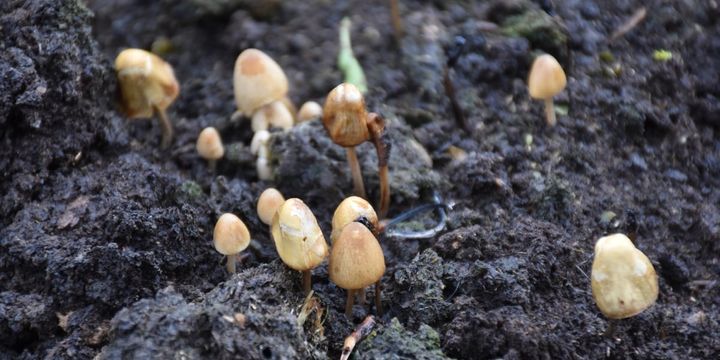 「人にはドラッグ、虫には毒」マジックマッシュルームの二つの顔