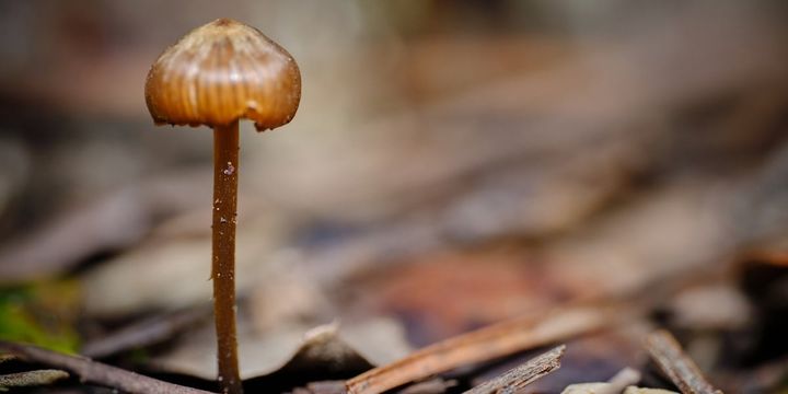 人のトリップは、キノコと虫の戦いの“副産物”かもしれない