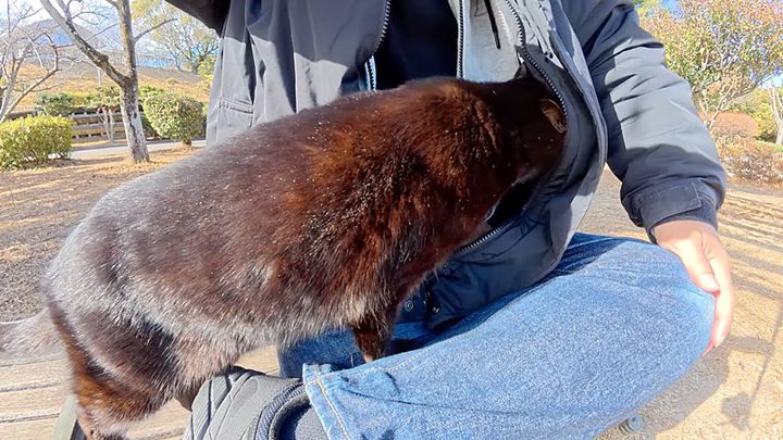 服の中に入る猫