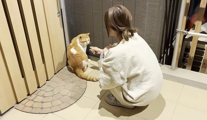 家に入りたい猫