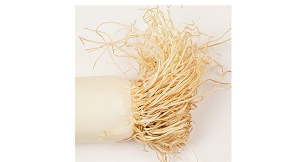 根っこも食べられる！ （C）安井ファーム／KADOKAWA