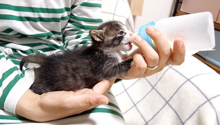 ミルクを飲む子猫