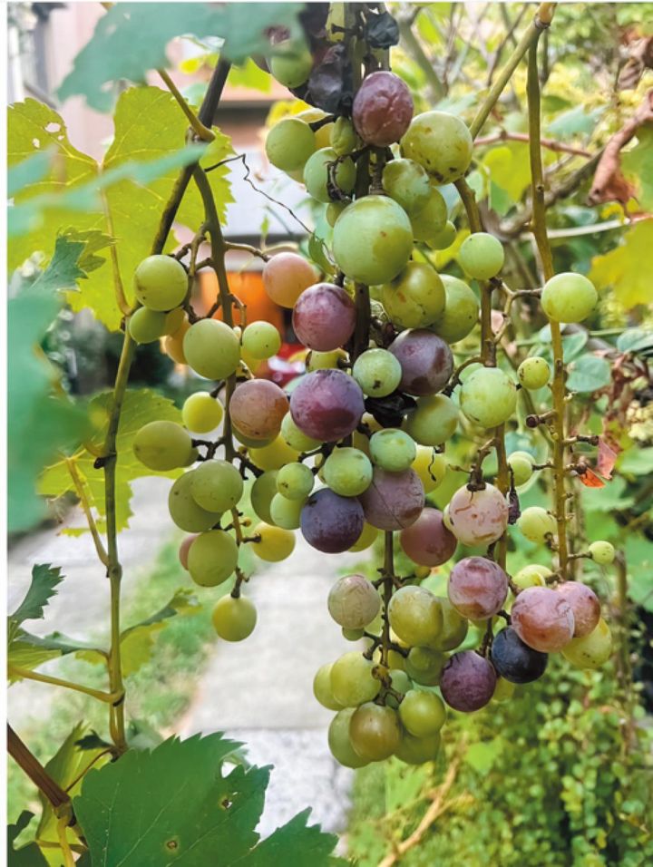 自宅に隣接するキルトスタジオの裏口には、毎年甘いぶどうがたわわに実る。「このぶどう、実は屋上の庭に遊びにくる鳥たちのおみやげなんです。フンの中にあった種が芽を出して、こんなに立派に。鳥たちに感謝ね」