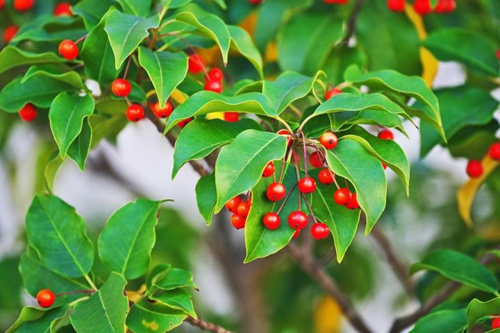 冬でもかわいい赤い実のなる木【8選】庭木としても、鉢で育てても！