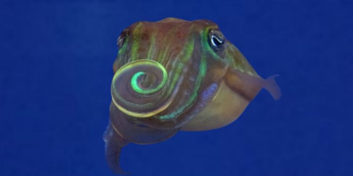 【東大】イカは光をねじってナンパしていた