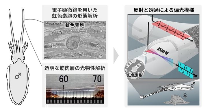 透明な筋肉が光をねじる偏光装置になる