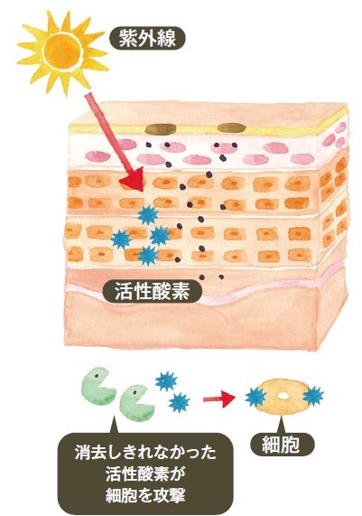 6週間で肌は生まれ変わる