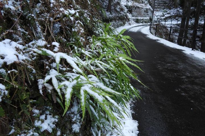 京都～滋賀にまたがる比叡山に自生するプテリス