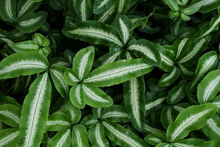 プテリス‛アルボリネアータ’