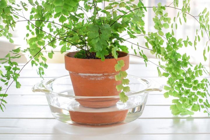 鉢皿に水を溜めて栽培するアジアンタム