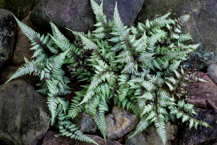 日陰のロックガーデンで