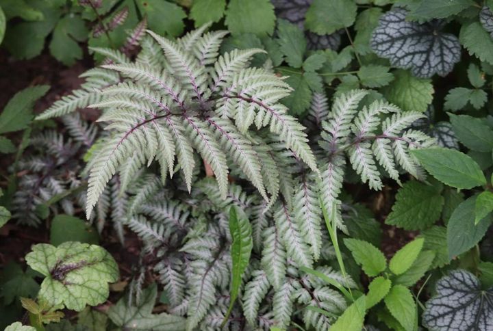 暖地ではグラウンドカバーに使えるニシキシダ