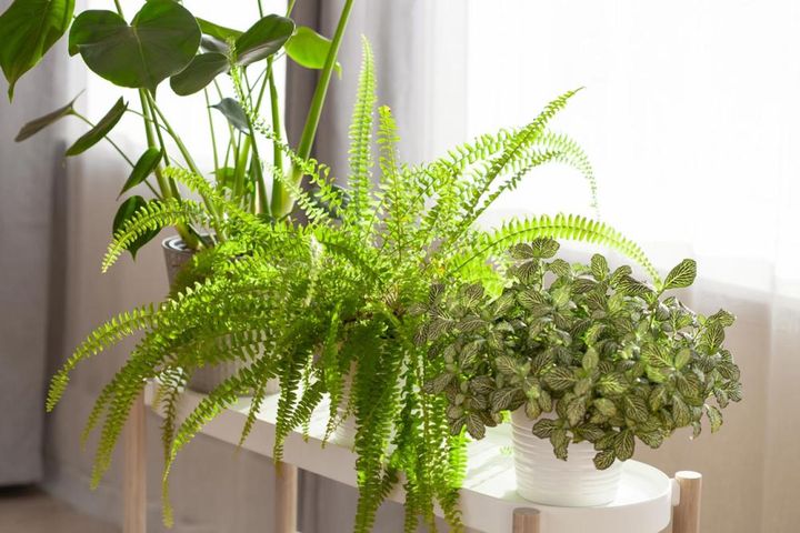 レースのカーテン越しの日ざしで