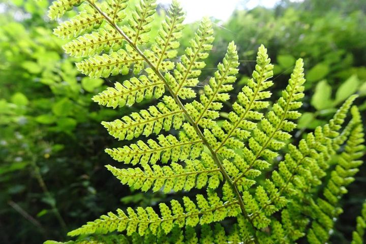 葉裏の胞子がはじけて繁殖する