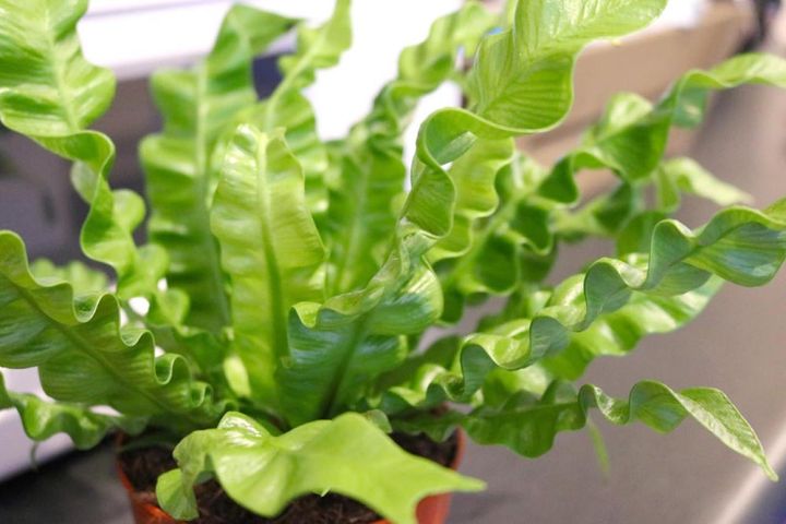 日本生まれの園芸品種‛クリスピーウェーブ’