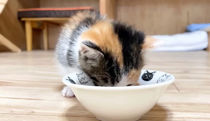 ご飯を食べる子猫