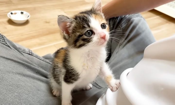 食後の挨拶をする子猫