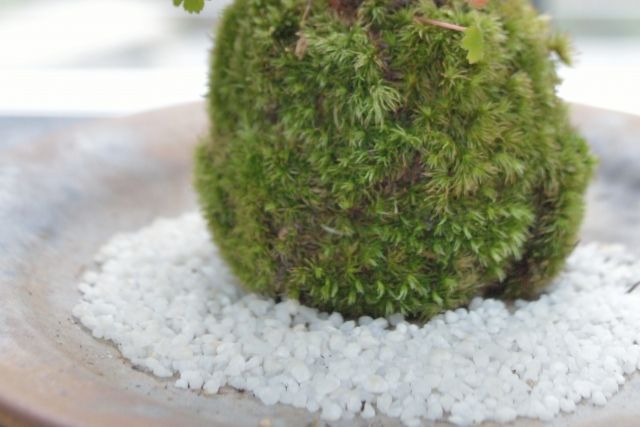 苔玉 ダイソー オーナメント シマエナガ カビ予防法