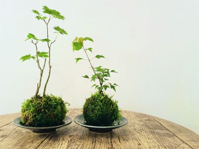 苔玉 ダイソー オーナメント シマエナガ カビの原因