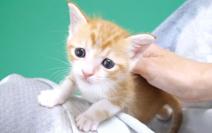 喉を鳴らしながら甘える子猫