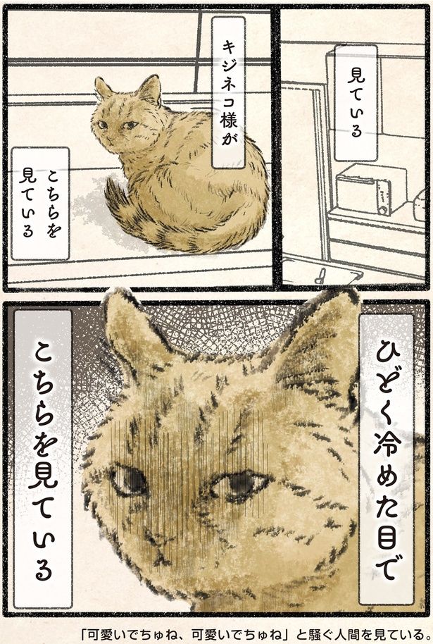 キジネコ様がこちらを見ている （C）うぐいす歌子／KADOKAWA