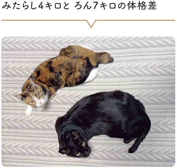 二匹の体格差 （C）AKR／KADOKAWA