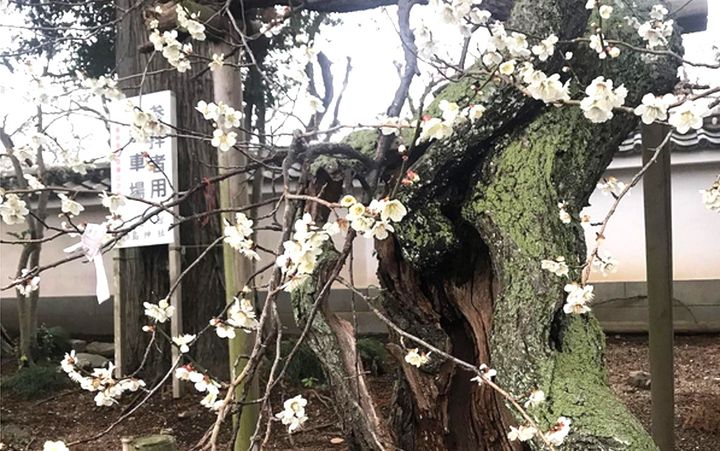 古木だが今も美しい花を咲かせる鈴梅