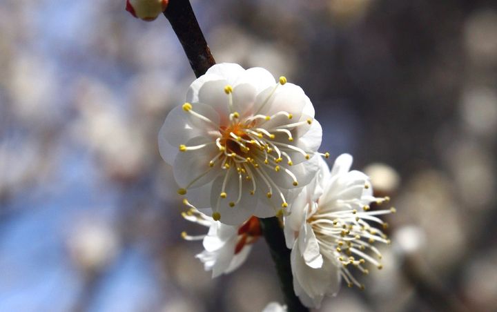 偕楽園。白色八重咲の「虎の尾」