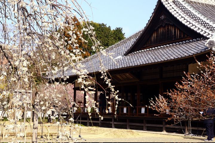 学びの場・弘道館の落ち着いた梅
