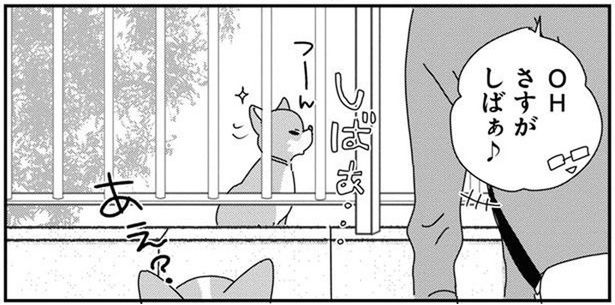 これぞ柴犬らしさ！ツレない態度の柴犬に「あれれ」 (C)らくだ／KADOKAWA