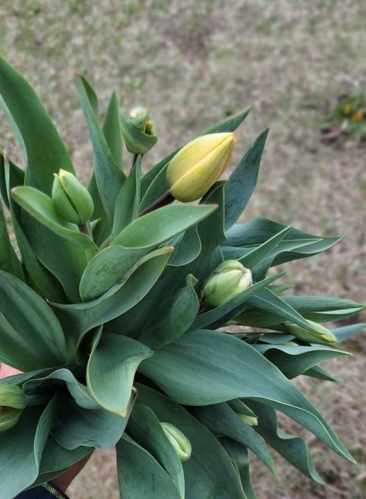 早春のチューリップ畑。だんだんと蕾が開いてきている。